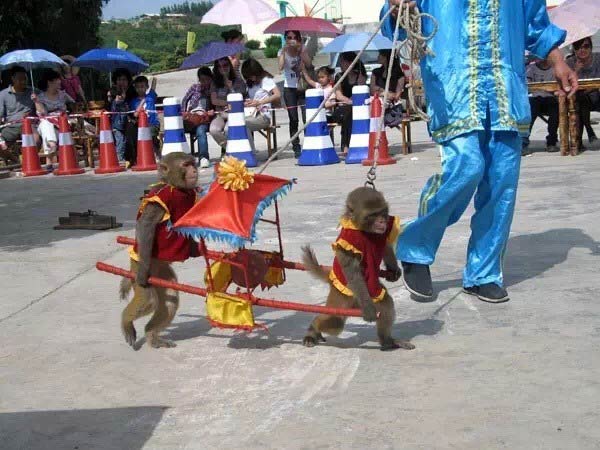 The monkey show